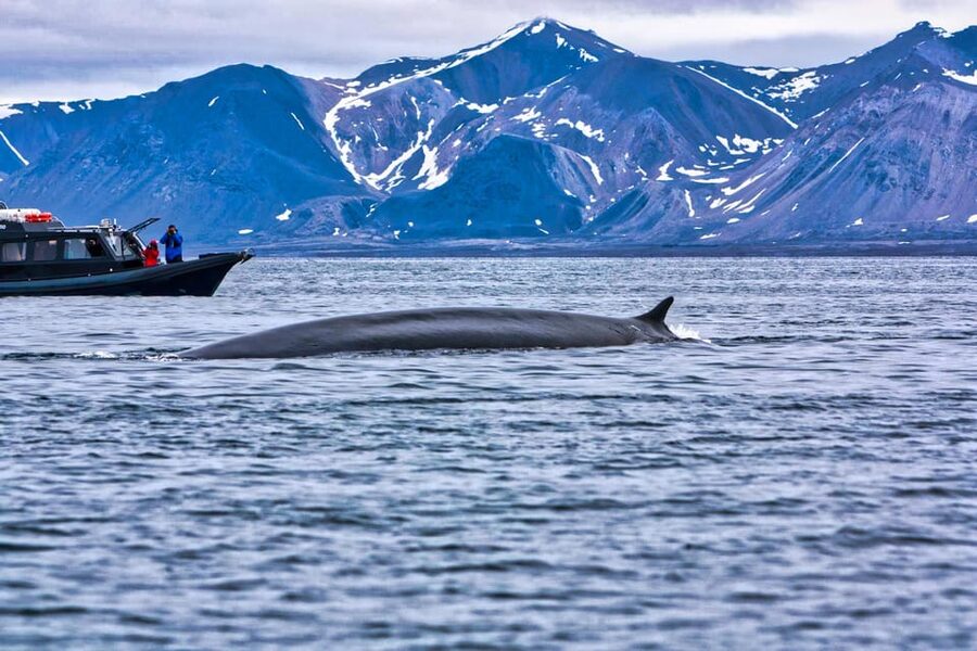 Skjervøy: Orca and Whale-Watching comfort heated Boat Trip - The hydrophone and night-vision camera