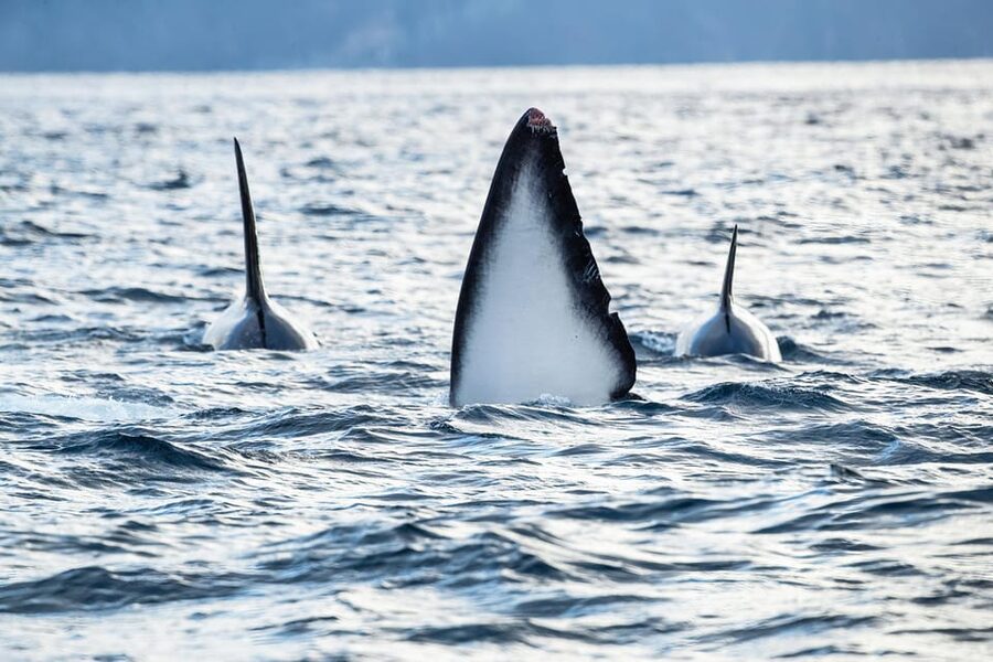 Skjervøy: Orca and Whale-Watching comfort heated Boat Trip - Comfort, weather, and seasickness