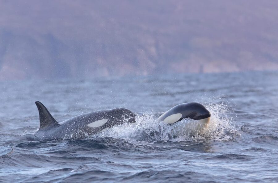 Skjervøy: Orca and Whale-Watching comfort heated Boat Trip - Is the $301 price fair?
