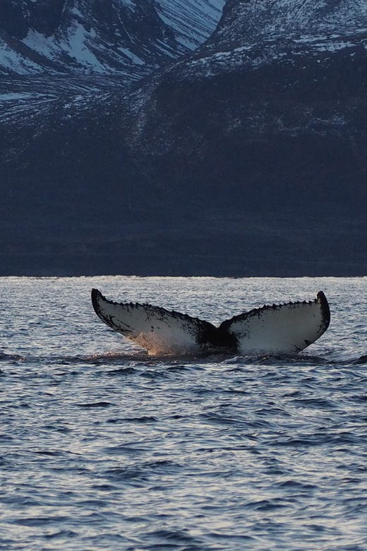 Skjervøy: Whale and Orca Watching Tour by RIB Boat - What the ratings suggest about the risk