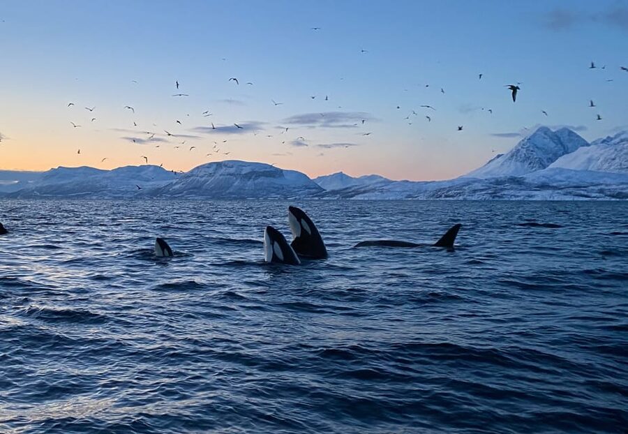 Skjervøy: Whale and Orca Watching Tour by RIB Boat - Leaving Skjervøy by RIB