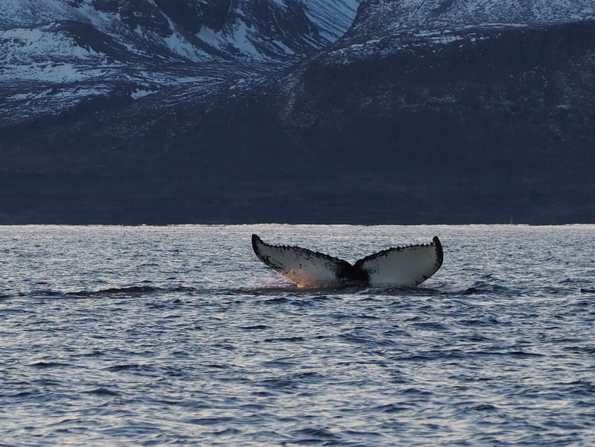 Skjervøy: Whale and Orca Watching Tour by RIB Boat - What each possible sighting means