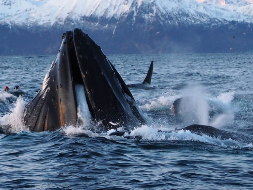 Skjervøy: Whale and Orca Watching Tour by RIB Boat - The value of a $240 winter outing