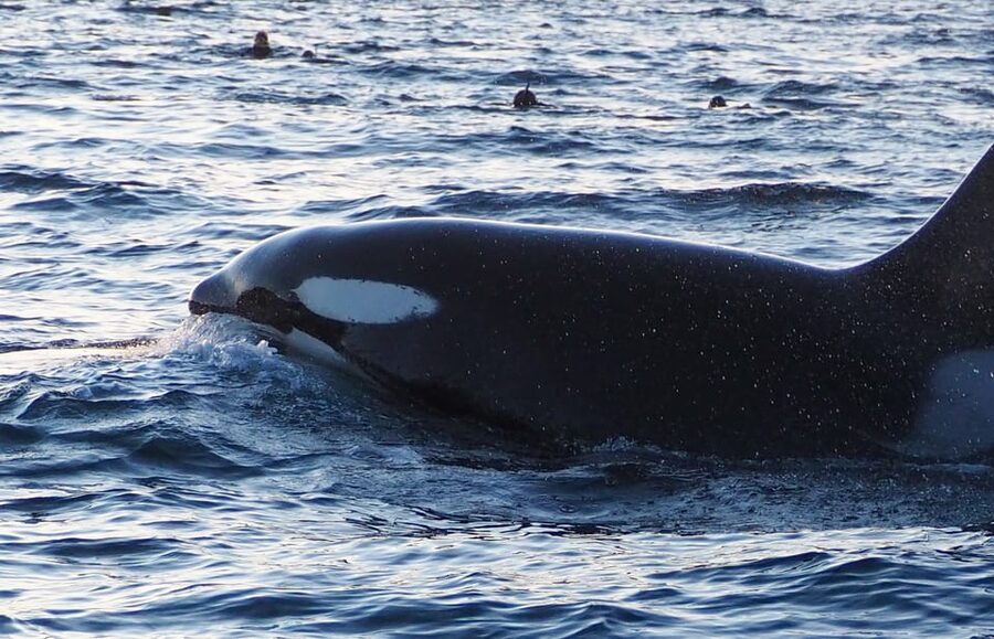 Skjervøy: Whale and Orca Watching Tour by RIB Boat - What the crew adds to the experience