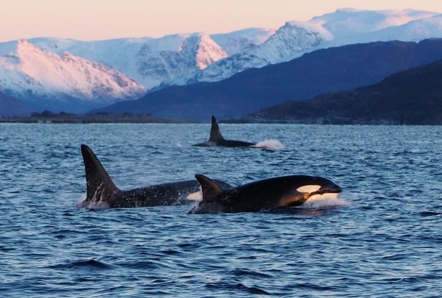 Skjervøy: Whale and Orca Watching Tour by RIB Boat - Winter comfort and safety on the water