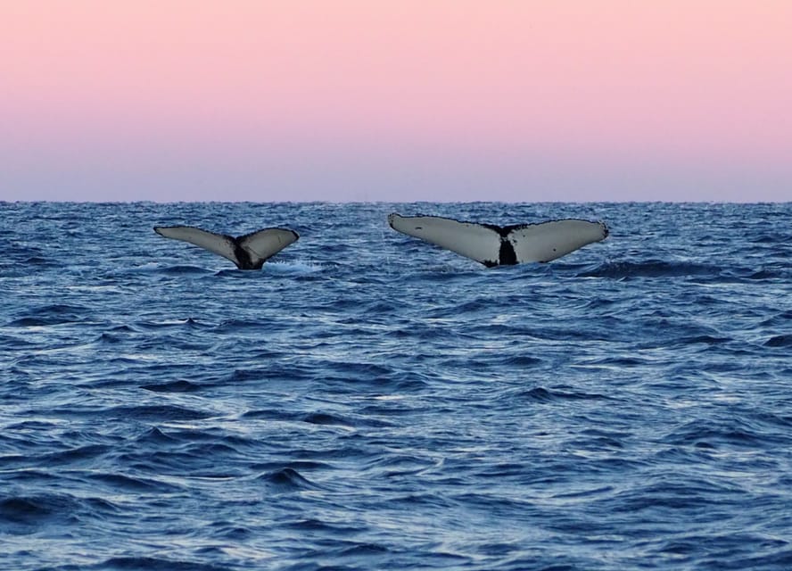 Skjervøy: Whale and Orca Watching Tour by RIB Boat - The scenery around Skjervøy