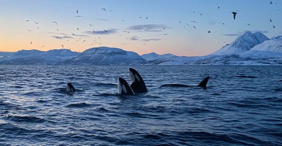 Skjervøy: Whale and Orca Watching Tour by RIB Boat - Who should book this tour