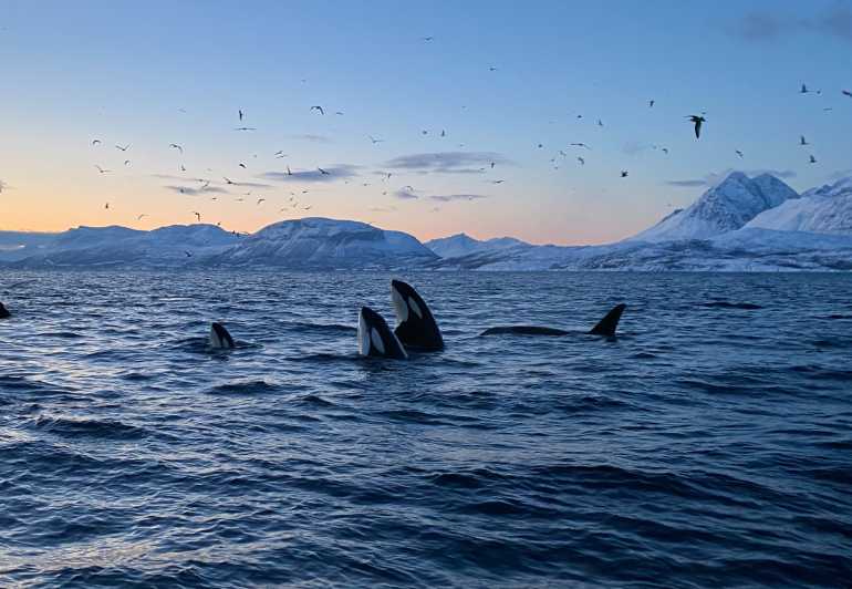 Skjervøy: Whale and Orca Watching Tour by RIB Boat - Three hours of searching Arctic waters