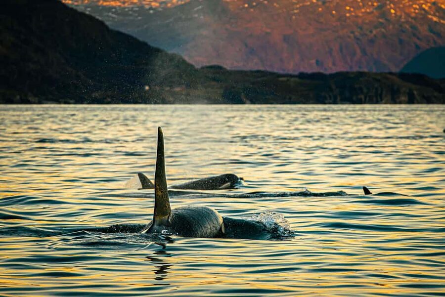 Skjervøy: Whale Watching with RIB Boat and Local Guide - Why this Skjervøy whale safari is different