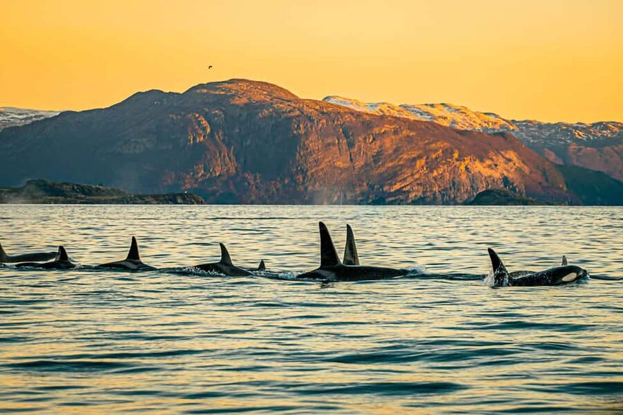 Skjervøy: Whale Watching with RIB Boat and Local Guide - The three-hour RIB ride