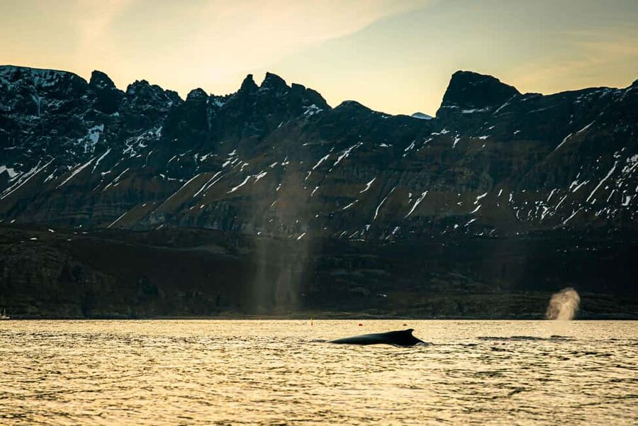 Skjervøy: Whale Watching with RIB Boat and Local Guide - What you may see on the water