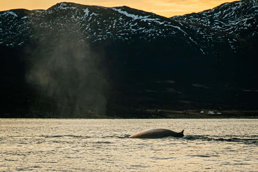 Skjervøy: Whale Watching with RIB Boat and Local Guide - Meeting Viktor at Skjervøy harbor