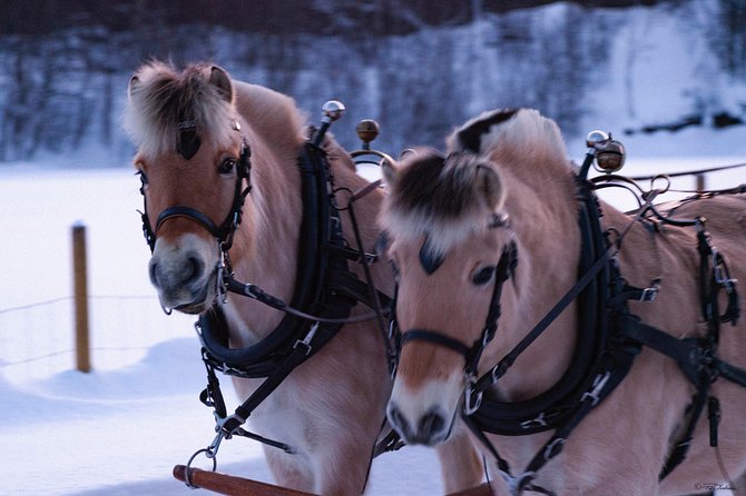 Sleigh Ride w/ snacks - Experience Arctic Farm Life - The Sleigh Ride Behind Norwegian Fjord Horses