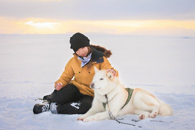Small Group Husky Sledding Tour from Capital Region - Meeting the dogs near Mosfellsbær
