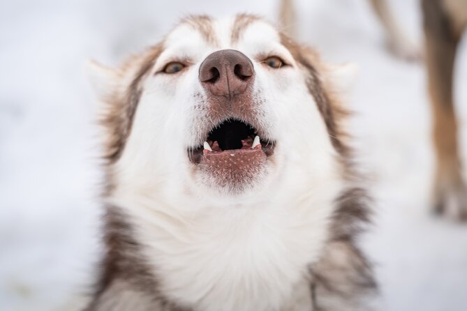Small Group Wilderness Husky Sledding 2h from Tromsø (car needed) - Key points to know before you book