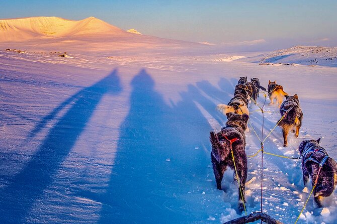 Small Group Wilderness Husky Sledding 2h from Tromsø (car needed) - Meeting the huskies at the Øverbygd kennel