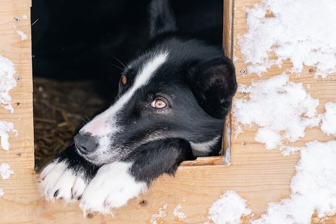 Small Group Wilderness Husky Sledding 2h from Tromsø (car needed) - Returning to warm drinks and more dog time