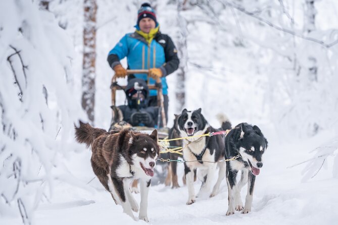 Small Group Wilderness Husky Sledding 2h from Tromsø (car needed) - Getting there and planning the morning