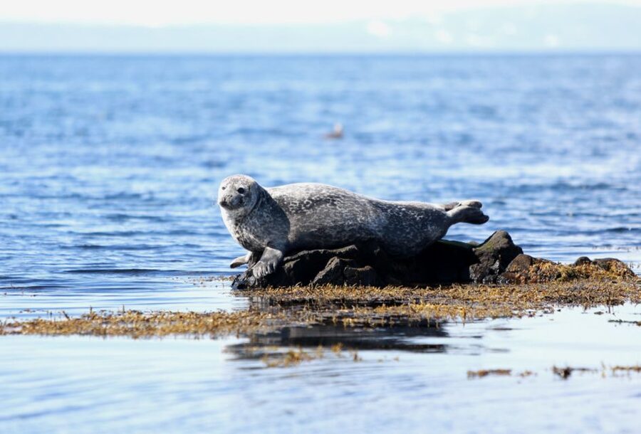 Snæfellsnes: Small-Group Hidden Treasures of The West Tour - Is $159 good value?