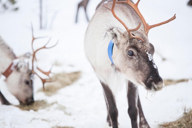 Snowmobile Safari to Lake Inari, meet & feed Reindeers, Lunch - Leaving Ivalo for frozen Lake Inari