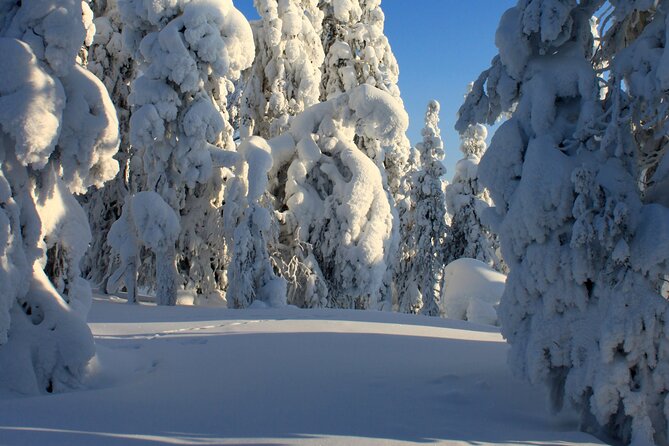 Snowshoe in a Winter Forest - Who will enjoy this Kiruna activity