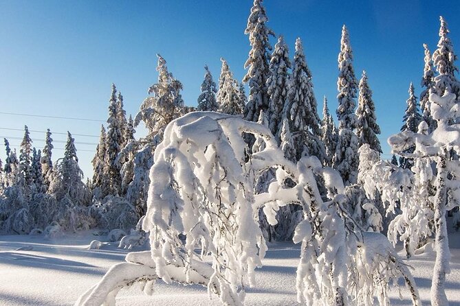 Snowshoe Tour in Winter Wonderland - Oslo - From Backstube to the Frognerseteren forest