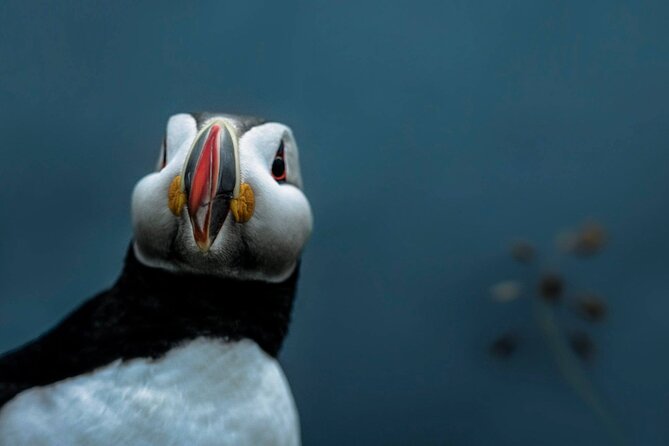 South Coast Sagas: Small Group Tour with Pick-up from Reykjavik - Guides shape the quality of a long day