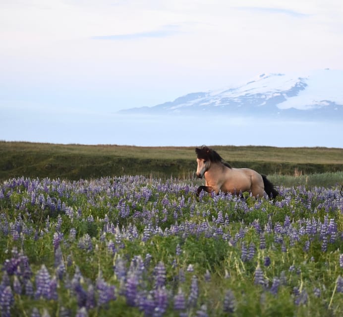 southern Iceland: Black beach riding tour - Key points to know before booking