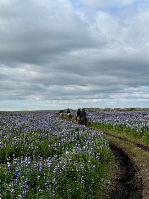 southern Iceland: Black beach riding tour - Black sand, open water, and a horse bred for Iceland