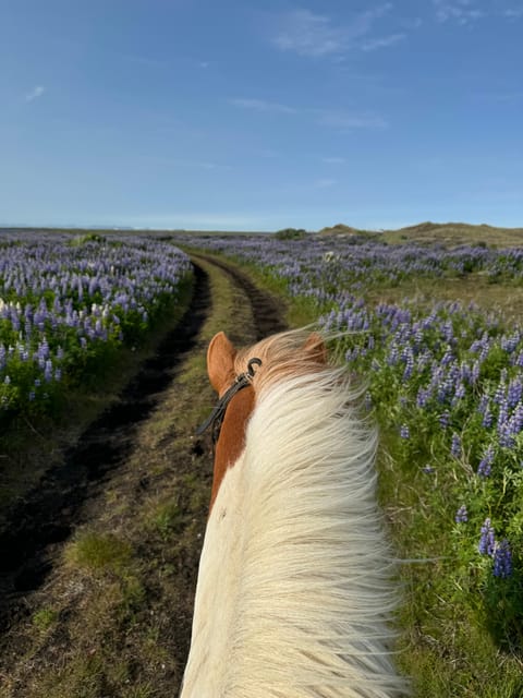 southern Iceland: Black beach riding tour - Is $194 a fair price?