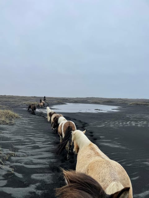 southern Iceland: Black beach riding tour - Weather, comfort, and the practical drawbacks