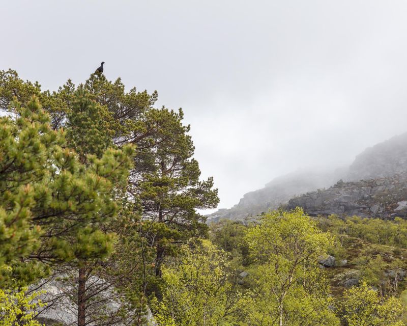 Stavanger: Preikestolen Hidden Trail Hike + Canoe + Lunch - Lunch with a better view than the rock