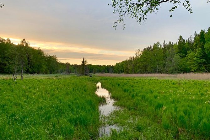 Stockholm: Sunset Hike in Tyresta National Park with Meal - From Gullmarsplan to the Tyresta woods