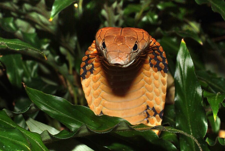 Stockholm: The Skansen Aquarium Entry Ticket - The animal route: from coral reefs to crocodiles