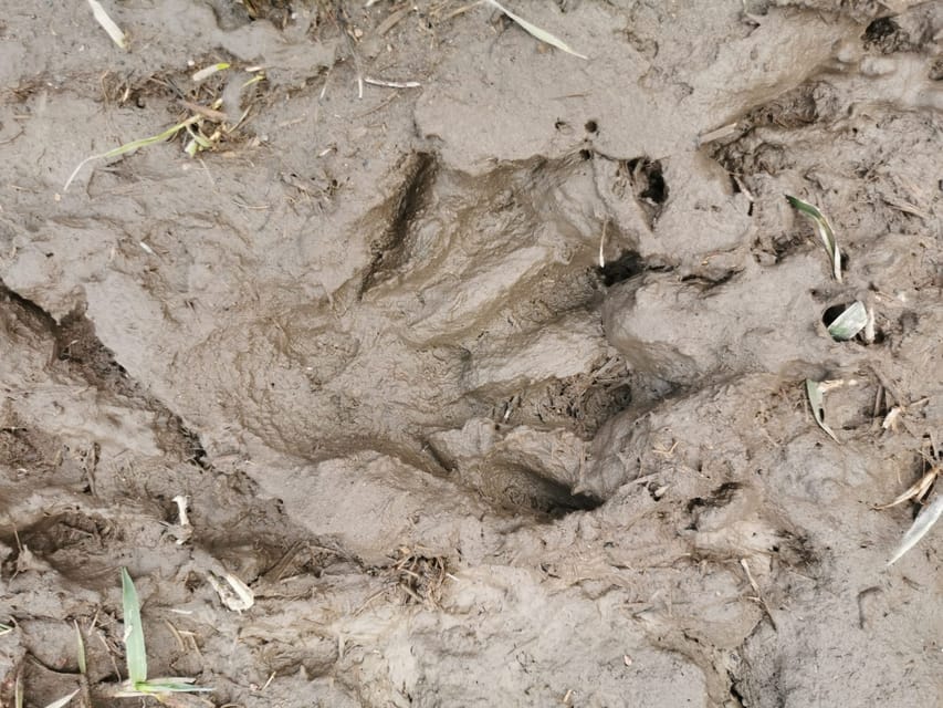 Stockholm: Wildlife Safari - Searching for moose, deer, and wild boar