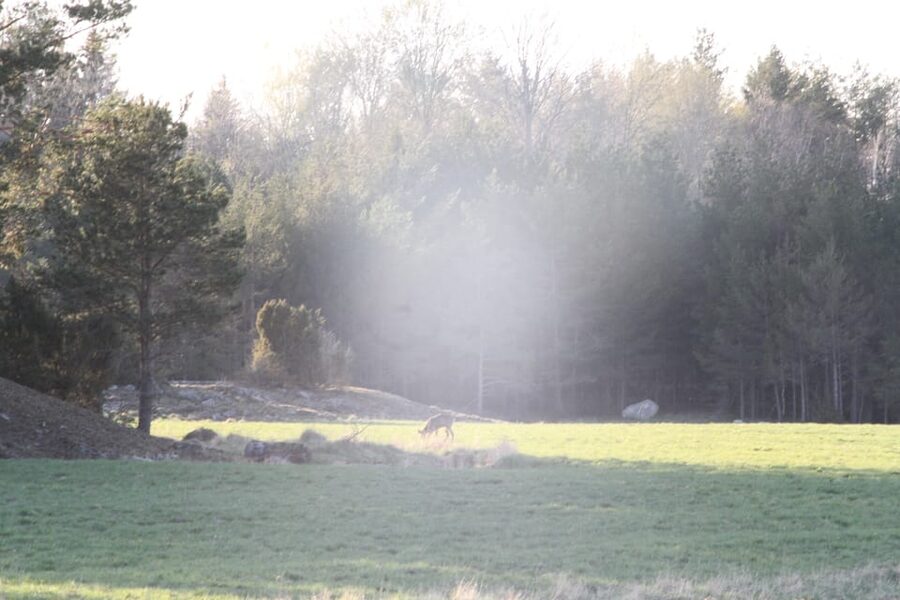 Stockholm: Wildlife Safari - Dusk, fog, and the large torch