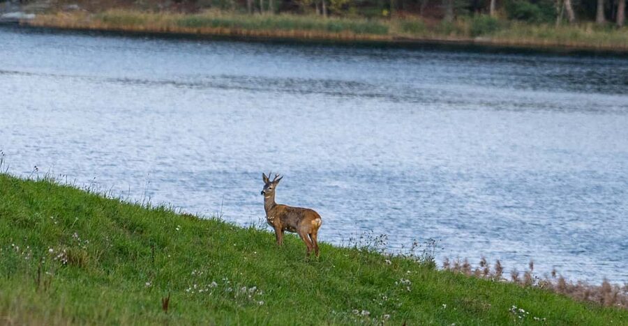 Stockholm: Wildlife Safari - A small group makes the difference