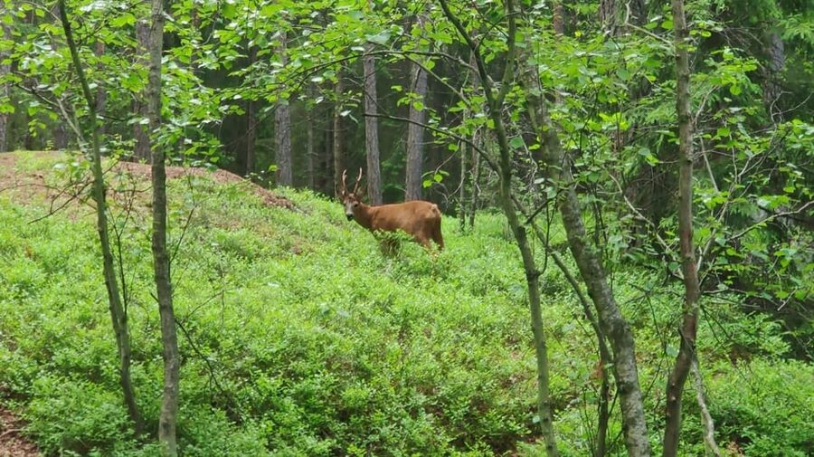 Stockholm: Wildlife Safari - Is $151 a fair price?