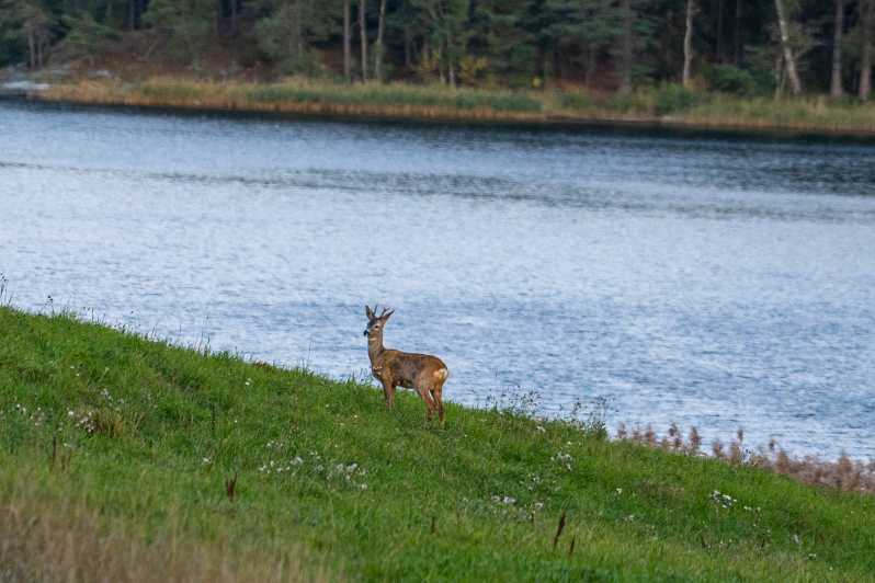 Stockholm: Wildlife Safari - What the guided hike adds