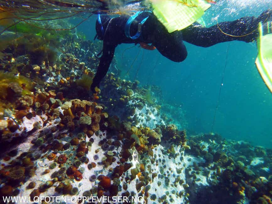 Summer Snorkeling with Grey Seals - Starting at Dreyers gate 15 in Henningsvær