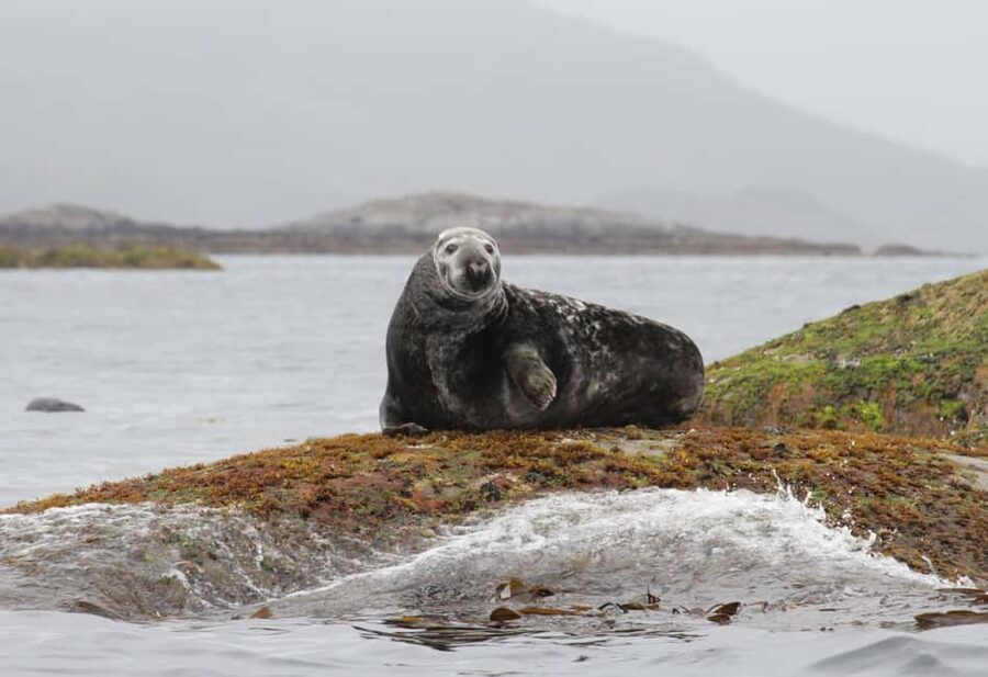 Summer Snorkeling with Grey Seals - Ninety minutes among kelp, fish, and small sea life