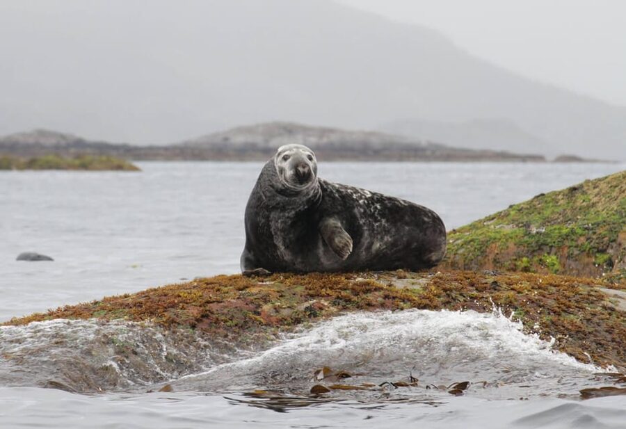 Summer Snorkeling with Grey Seals - Who should book this experience?