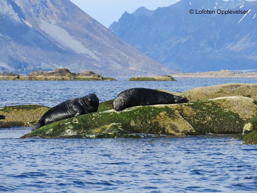 Summer Snorkeling with Grey Seals - What the dry suit changes