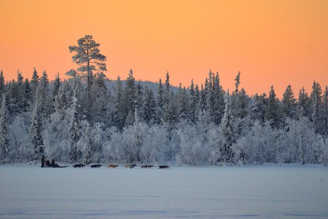 Sunrise Zen Husky Tour (10:00 to 13:00 - sitting on the sled) - The dogs are the real stars