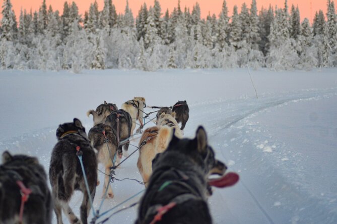 Sunrise Zen Husky Tour (10:00 to 13:00 - sitting on the sled) - Thermal gear makes the high price easier to accept