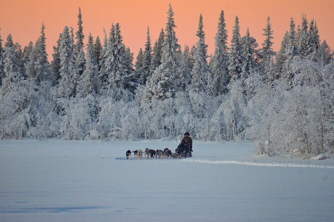 Sunrise Zen Husky Tour (10:00 to 13:00 - sitting on the sled) - Fire hut, fika, and feeding the team