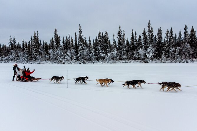 Sunrise Zen Husky Tour (10:00 to 13:00 - sitting on the sled) - Timing, weather, and small practical cautions