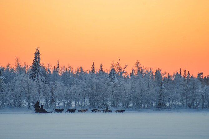 Sunrise Zen Husky Tour (10:00 to 13:00 - sitting on the sled) - What the sled ride is really like