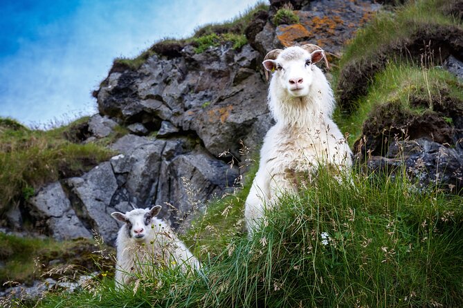The Best of Vestmannaeyjar with Ebbi - Why this two-hour Heimaey tour works well