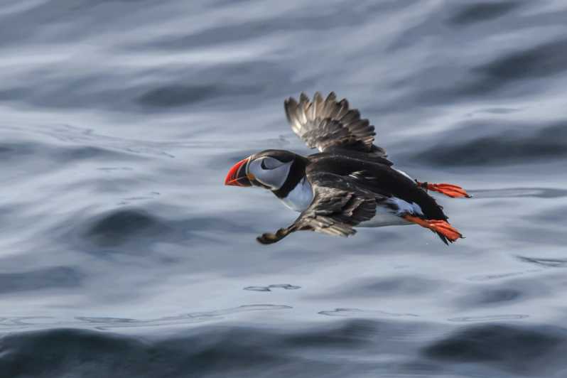 The Bird Safari Tour - What you may see at Gjesværstappan